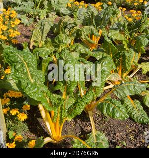 Leuchtend gelbe Stängel von selbst angebautem Bio-Mangold (Beta vulgaris subsp. Vulgaris), der auf einer Zuteilung in einem Gemüsegarten in Rural Devon wächst Stockfoto