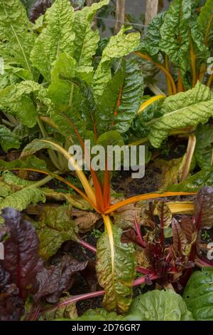 Helle Stängel von selbst angebautem Bio-Mangold 'Five Color Silverbeet' (Beta vulgaris subsp. Vulgaris), der auf einer Zuteilung in einem Gemüsegarten wächst Stockfoto