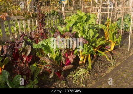 Helle Stängel von selbst angebautem Bio-Mangold 'Five Color Silverbeet' (Beta vulgaris subsp. Vulgaris), der auf einer Zuteilung in einem Gemüsegarten wächst Stockfoto