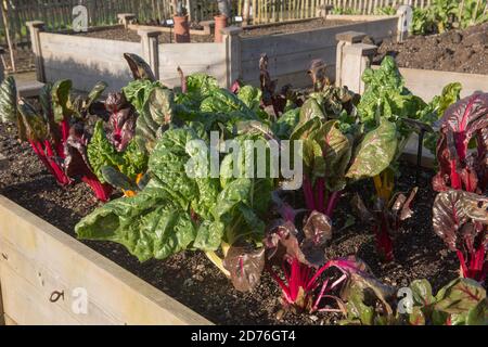 Helle Stängel von selbst angebautem Bio-Mangold 'Five Color Silverbeet' (Beta vulgaris subsp. Vulgaris), der auf einer Zuteilung in einem Gemüsegarten wächst Stockfoto