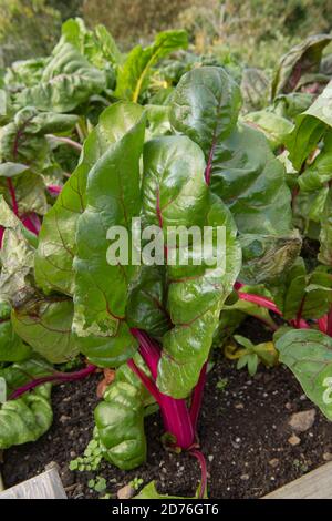 Leuchtend gefärbte Stängel von Home Grown Organic Swiss Chard 'Pink Passion' (Beta vulgaris subsp. Vulgaris), der auf einer Zuteilung in einem Gemüsegarten wächst Stockfoto