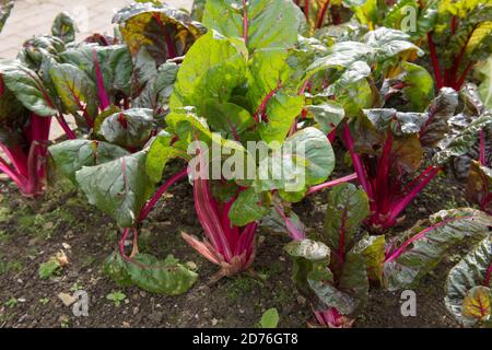 Leuchtend gefärbte Stängel von Home Grown Organic Swiss Chard 'Pink Passion' (Beta vulgaris subsp. Vulgaris), der auf einer Zuteilung in einem Gemüsegarten wächst Stockfoto