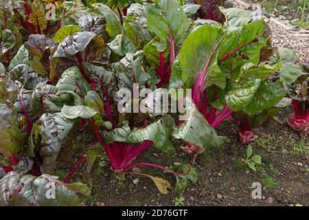 Leuchtend gefärbte Stängel von Home Grown Organic Swiss Chard 'Pink Passion' (Beta vulgaris subsp. Vulgaris), der auf einer Zuteilung in einem Gemüsegarten wächst Stockfoto