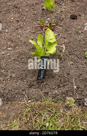 Identifikationsschild oder Schild für Bio-Mangold (Beta vulgaris subsp. Vulgaris), der auf einer Zuteilung in einem Gemüsegarten wächst Stockfoto