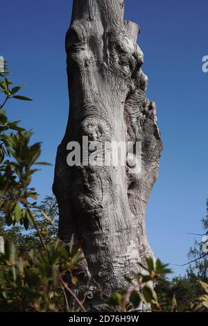 Massiver alter Baumstamm der Buche (Fagus sylvatica), Leonardslee Gardens, Lower Beeding, West Sussex, England, UK Stockfoto