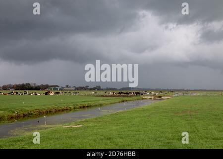 Kühe grasen an einem dunklen Regentag in einer typischen flachen holländischen Graslandschaft in der Provinz Nordholland, Niederlande Stockfoto