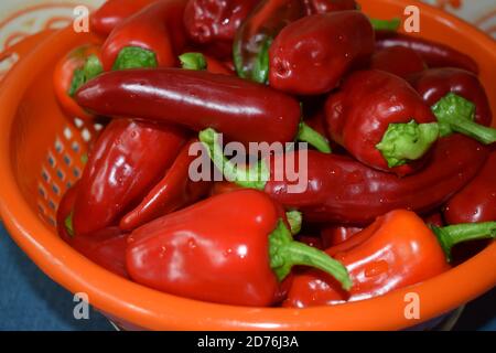 Geerntete heiße Chilis Stockfoto