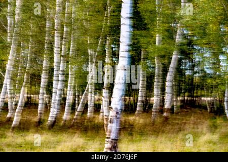Landschaft mit schönen weißen Birken in Deutschland Stockfoto