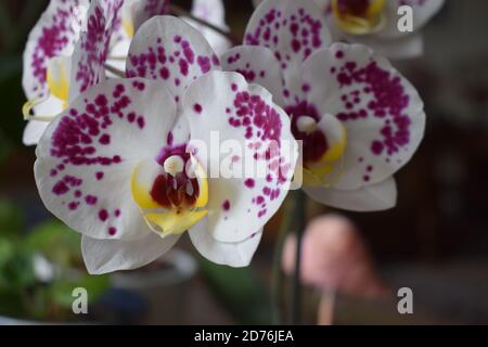 Weiße Orchidee mit rosa Punkten Stockfoto