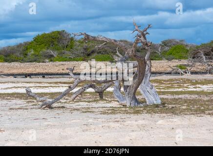 Trockene Bäume mit schönen Zweigen auf Bonaire Stockfoto