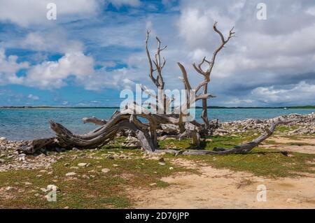 Kunstwerk von toten Zweigen auf Lac Bay, Bonaire Stockfoto