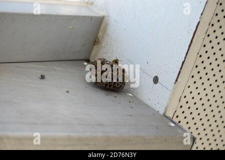 Kleine Wespennest hängt an nur einer Schraube Stockfoto