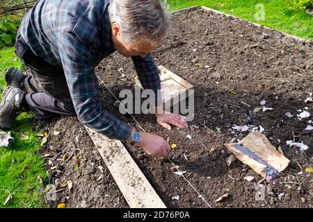 Mann kniet an Bord auf Boden Pflanzung Knoblauchzwiebel platziert Glühbirnen mit einem Dibber-Werkzeug im Gemüsegarten im Herbst Oktober 2020 Wales Großbritannien KATHY DEWITT Stockfoto