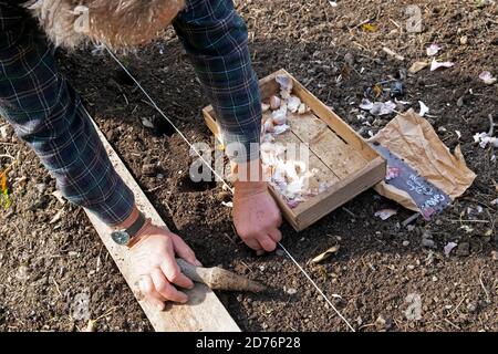 Mann kniet an Bord auf Boden Pflanzung Knoblauchzwiebel platziert Glühbirnen mit einem Dibber-Werkzeug im Gemüsegarten im Herbst Carmarthenshire Wales Großbritannien KATHY DEWITT Stockfoto