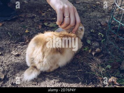 Mann streichelt flauschigen orange Hase auf dem Boden sitzen Stockfoto