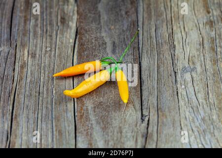Verschiedene frische und feurige Chilischoten Stockfoto