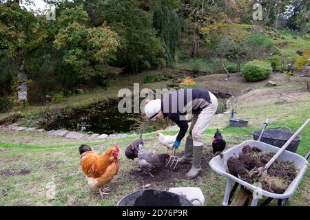 Frau, die Wildblumenwiese im Garten mit freilaufenden Hühnern macht Hennen Hahn im Oktober Garten ländlichen Carmarthenshire West Wales Großbritannien KATHY DEWITT Stockfoto