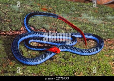 Blaue Korallen Schlange Stockfoto