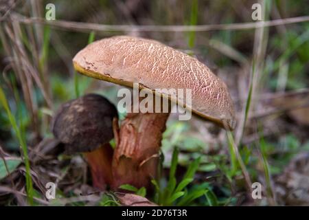 Essbare Pilze im Herbstwald. Essbare rotbraune Pilze im Wald, umgeben von grünem Gras. Geringe Schärfentiefe, weicher Fokus auf der Kappe Stockfoto