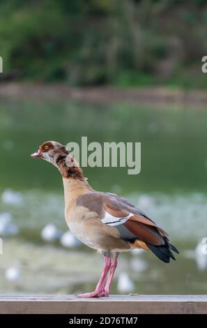 Seitenansicht einer ägyptischen Gans (Alopochen aegyptiaca), die im Herbst in West Sussex, England, an einem See im Wasser steht. Stockfoto