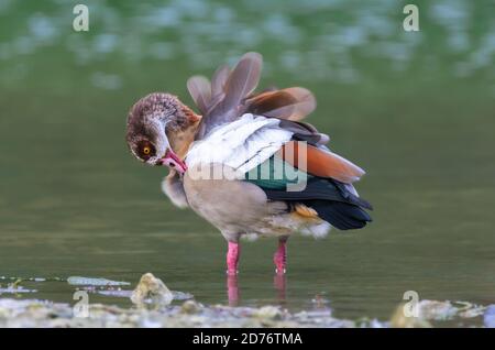 Ägyptische Gans (Alopochen aegyptiaca) steht im Wasser bei einem See Preening (Reinigung) selbst mit aufgepflüpften Federn im Herbst in West Sussex, UK. Stockfoto