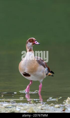 Ägyptische Gans (Alopochen aegyptiaca) steht im Wasser an einem See im Herbst in West Sussex, England, Großbritannien. Hochformat vertikal mit Copyspace. Stockfoto