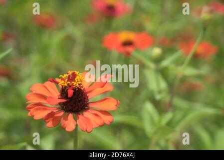 Fantastische Blumen bei windigem Wetter Stockfoto