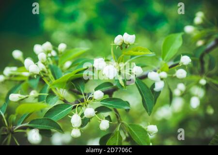 Blühender Apfelbaum im Garten. Selektiver Fokus. Stockfoto