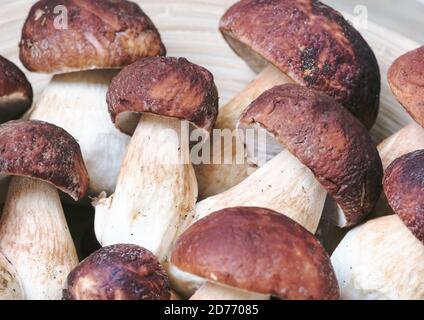Frisch gepflückte Steinpilze auf einer Holzplatte. Pilze Hintergrund. Stockfoto
