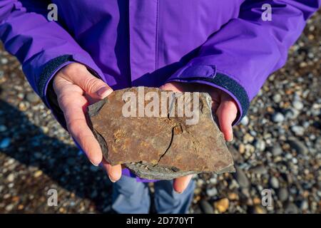 Ein versteinerte Ammonit im Schiefer in Kimmeridge Bay, Dorset, England Stockfoto