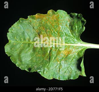 Zuckerrübenrost (Uromyces beticola) Pilzkrankheit Pusteln auf einem Zuckerrübenblatt, Champagne Region, Frankreich Stockfoto