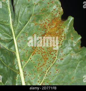 Zuckerrübenrost (Uromyces beticola) Pilzkrankheit Pusteln auf einem Zuckerrübenblatt, Champagne Region, Frankreich Stockfoto