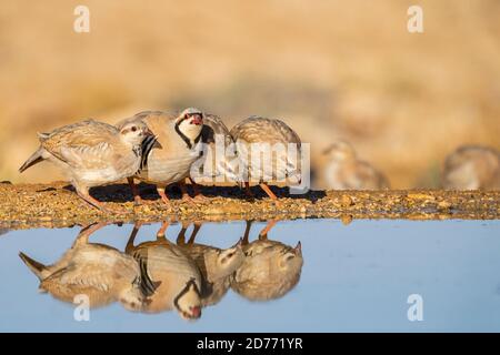 Chukar Partridge oder Chukar (Alectoris chukar) fotografiert in Israel, in der Nähe eines Wasserpools Negev Wüste. Ein paläarktischer Hochland-Gamebird im Fasanenfam Stockfoto