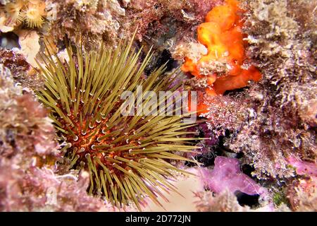 Seeigel, Paracentrotus lividus, Naturpark Cabo Cope-Puntas del Calnegre, Mittelmeer, Murcia, Spanien, Europa Stockfoto