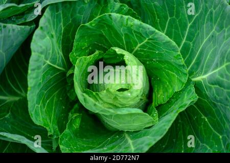 Lose Blatt Frühlingskohl , Brassica Stockfoto