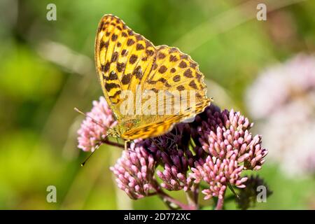 Silbergewaschene Fritillary (Argynnis paphia), weibliche Schmetterling nectaring auf Hanf-Agrimony, Haldon Forest, Devon, England, Großbritannien. Stockfoto