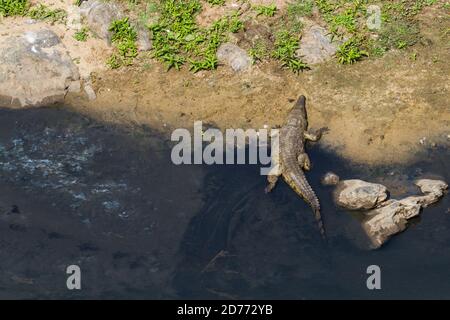 Panorama-Luftaufnahme eines nilkrokodils (Crocodylus niloticus) mit weißen Federn neben ihm, die sich an einem Flussufer im Kruger Nationalpark, Sout sonnen Stockfoto