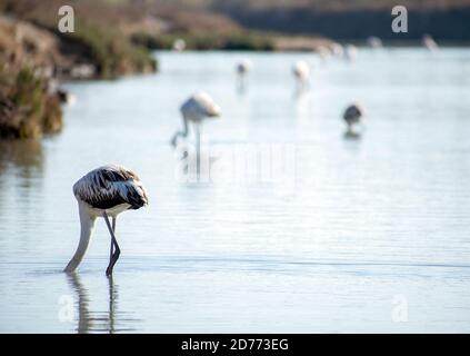 Gruppe von Großflamingos Fütterung in seichtem Wasser. Phoenicopterus Ruber ernährt sich in seichtem Wasser. Wilder Flamingo in Salzpfanne in Lo Pagan, Spanien Stockfoto