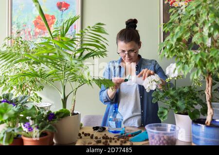 Frau gießt flüssigen Mineraldünger. Anbau und Pflege von Topfpflanzen im Innenbereich Stockfoto