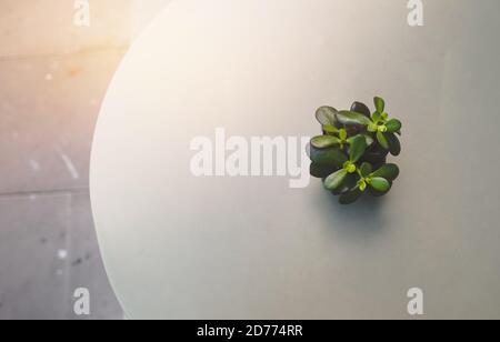 sukkulenten Pflanze in Topf auf Couchtisch Hintergrund Stockfoto