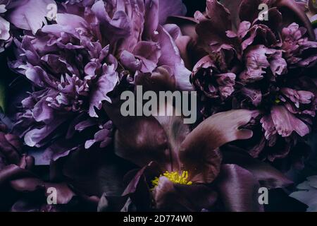 Makrohintergrund mit dunklem Blumenmuster. Knospen und Blütenblätter von schönen Pfingstrosen auf schwarzem Hintergrund Stockfoto