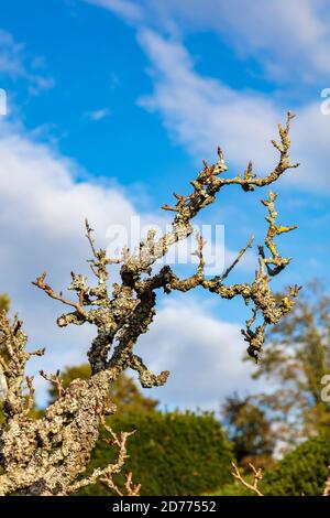 Die Gärten von Great Dixter, die Christopher Lloyd während der späten Herbstsonne geschaffen hat, mit eingeschränktem Zugang nach Covid-Regeln, Northiam, East Sussex, Großbritannien Stockfoto