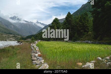 Weizenfeld von Felsen begrenzt und flankiert von Fluss, Kiefernwald, und Schnee gipfelte Himalaya unter, blauer Himmel in der Nähe von Chitkul, Himachal Pradesh, Inda. Stockfoto