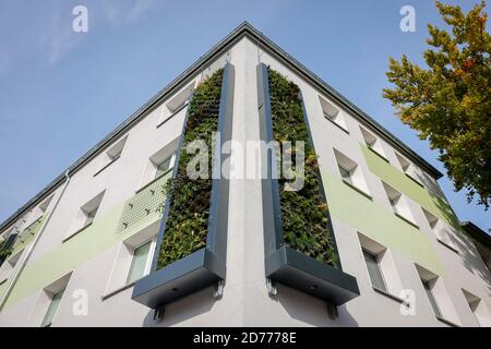 Essen, Ruhrgebiet, Nordrhein-Westfalen, Deutschland - wandgebundene Fassadenbegrünung an frisch reorganisierten Häusern der Allbau Wohnungsbaugesellschaft AT Stockfoto