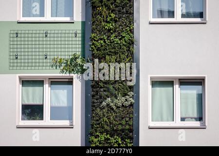 Essen, Ruhrgebiet, Nordrhein-Westfalen, Deutschland - wandgebundene Fassadenbegrünung an frisch reorganisierten Häusern der Allbau Wohnungsbaugesellschaft AT Stockfoto