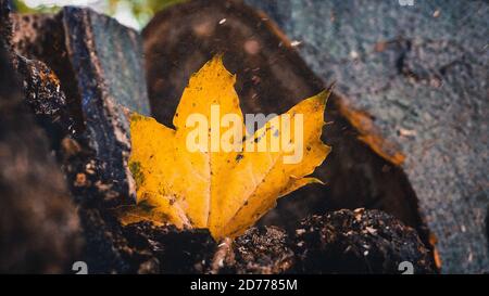 Makrobild eines gelben Herbstblattes auf dem Boden Stockfoto