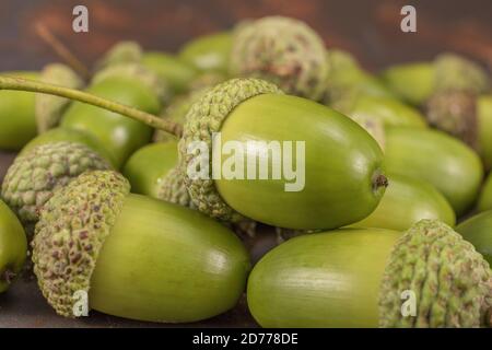 Nahaufnahme von grünen Eicheln aus einer Pedunculate-Eiche / Quercus robur. Bei dieser Art sind die Eicheln auf langen Stielen. Die wahre englische Eiche. Stockfoto