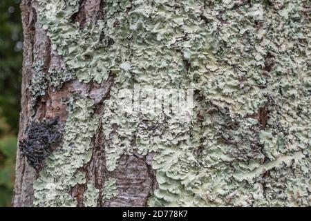 Oberfläche des Baumstammes bedeckt mit blassgrünen Blattschachelflechten, die auf der Rinde wachsen. Britische Flechten, flachblättrige Flechten, Flechten bedeckt. Stockfoto