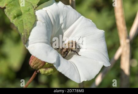 Einsame Honigbiene / APIs mellifera auf der Nahrungssuche auf weiße Blume von Hedge Bindweed / Calystegia sepium in Sonnenschein. Für gemeinsame UK Unkräuter & Honey Bees in Großbritannien. Stockfoto