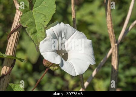 Nahaufnahme Blume von Hedge Bindweed / Calystegia sepium wächst in einem UK hedgerow. Gewöhnliches Unkraut UK, lästiges Unkraut, Heckenpflanzen. Stockfoto